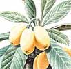 loquat extract